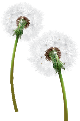 Dandelion PNG-12852